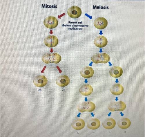 Briefly, contrast the different purposes of mitosis versus meiosis.
