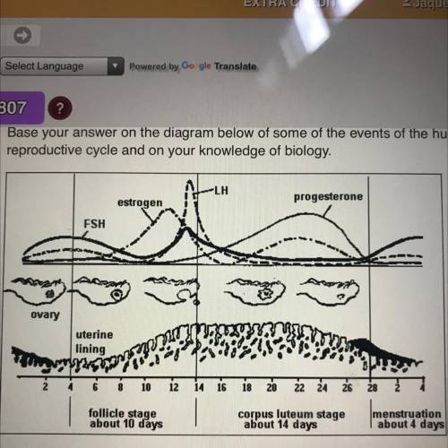 During which part of this cycle does the shedding of the thickened uterinelinig occur? A. Ovulation