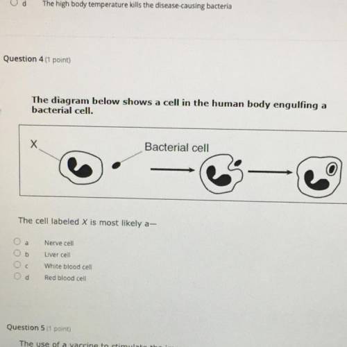 The diagram shows a cell in the human body engulfing a bacterial cell.

The cell labeled X is most