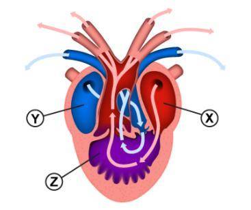 An amphibian heart is shown in the diagram.

Which statement best describes the three chambers of