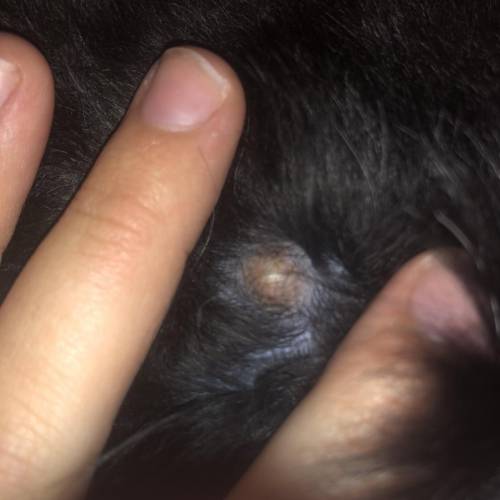 What's This Bug On My Friends Dogs Back Please Help!!! LOOK AT THE IMAGE PLS HELP AND IF U CANT ANS