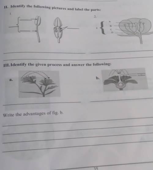 II. Identify the following pictures and label the parts:

2.1.Identify the given process and answe