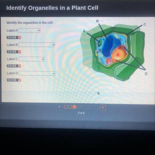 B

Identify the organelles in the cell.
С
Label A
DONE
Label B
DONE
Label C
DONE
Label D
DONE