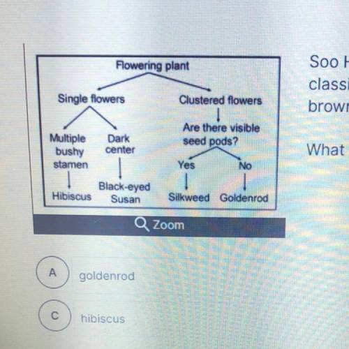 Soo Hwan found a flowering plant at school and used a classification key to help him classify the p