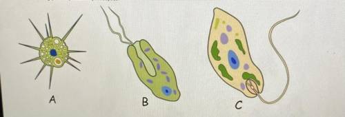 HELP ASAP 
6. Which of the following protists possesses pseudopods?