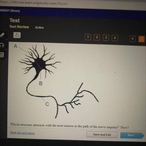 Which structure interacts with the next neuron in the path of the nerve impulse? How?