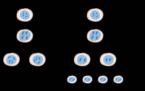 On what structures are genes passed to daughter cells through meiosis or mitosis?