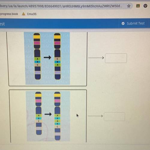 Match the sequence with the mutations that occurred in them.

-Deletion 
-translocation 
-inversio