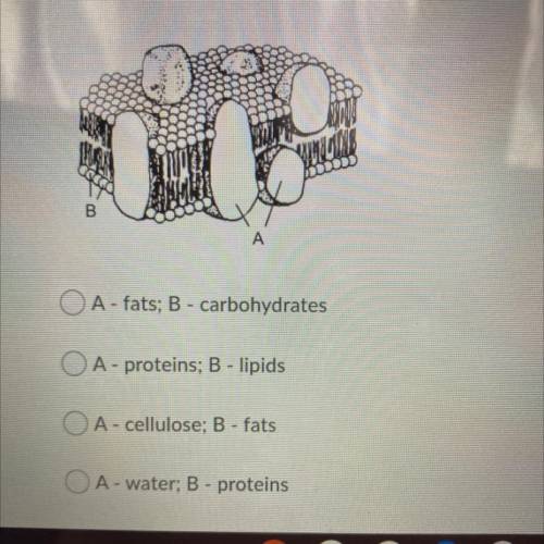 In the diagram of the plasma membrane shown below, which structures are indicated

by letters A an