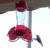 What is 8^3x4+6^2-37+69x2^3?
I saw a hummingbird o-o