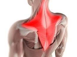 What muscle is shown in image below?

Deltoids
Tricep
Abdominals
Trapezius?
