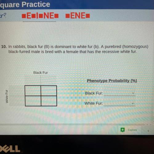 HELP
what do you put into the punnett square and what is the percent of black and white fur?