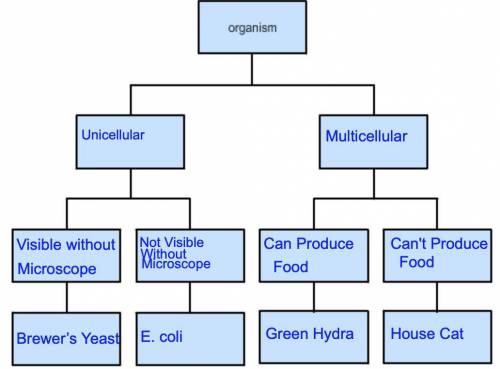 Based on the key you created, do you think some of the organisms are more closely related than othe