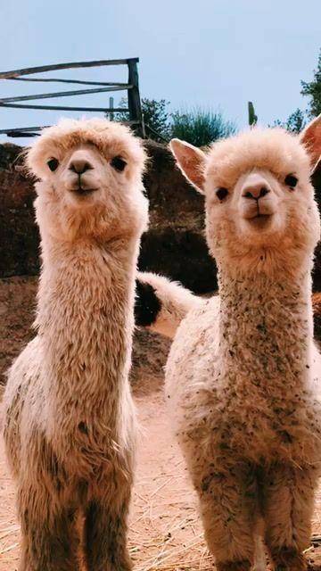 Dude look how cute these lamas are! btw 50 points:) pls dont use me:(