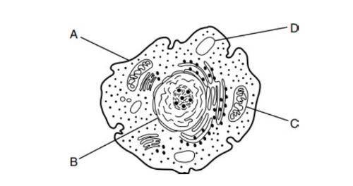 Which structure is responsible for the passage of materials into and out of the cell?