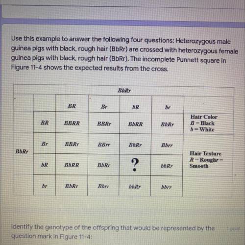 In Figure 11-4, what are the four different phenotypes of the offspring?