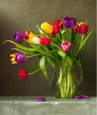 Which phrase describes this image most precisely?

A. 
a small bunch of beautiful tulips in a tran