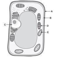 PLEASEEE HELP TEST GRADE The diagram shows a plant cell.

Drag and drop the correct word or phrase