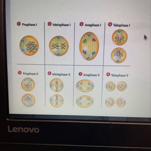 In the process shown below, what is true about the chromosomes from the cell in box 1 to

the chro