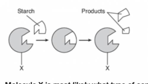 Molecule X is most likely what kind of compound/molecule? *