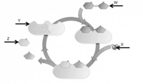 This diagram shows how an enzyme changes the substrate. Which labeled structure represents the subs