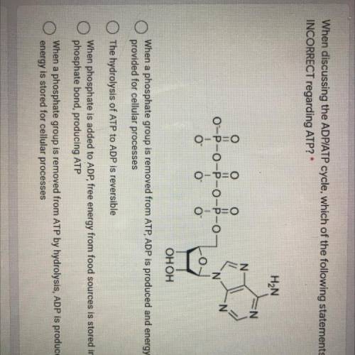 When discussing the ADP/ATP cycle , which of the following statements is INCORRECT regarding ATP ?