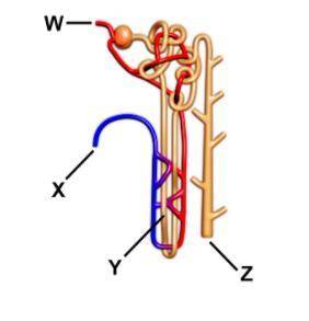 The diagram shows a nephron.

Where is the blood first filterd?o Wo Xo Yo Z