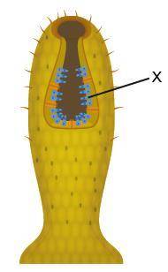 The diagram shows a sponge.

What is the function of the structures labeled X?
providing protectio