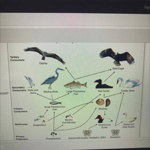 Based on the Chesapeake Bay Waterbird food web. Which of the following is an omnivore?