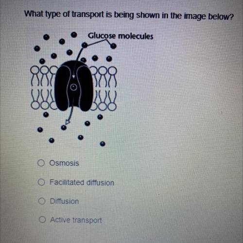 What type of transport is being shown in the image below?

Glucose molecules
O Osmosis
O Facilitat