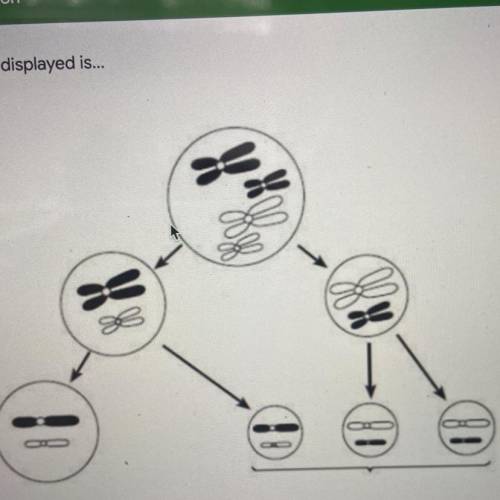 The process displayed is...

A) Meiosis, because there is only one division
B) meiosis, because th