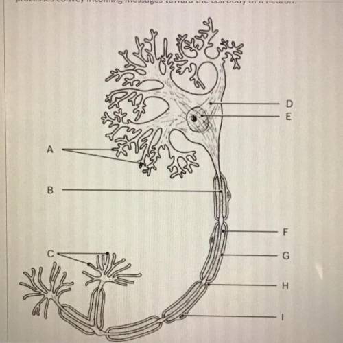 Using the diagram below, identify the correct structures based on function: which neural processes