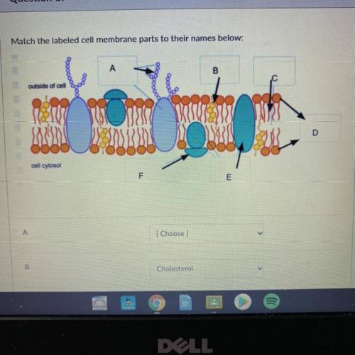 Match the labeled cell membrane parts to their names below:

ооооооо
B
outside of cell
D
cell cyto