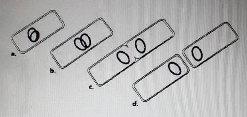 Describe the process of binary fission shown in the diagram. Then answer the questions.​