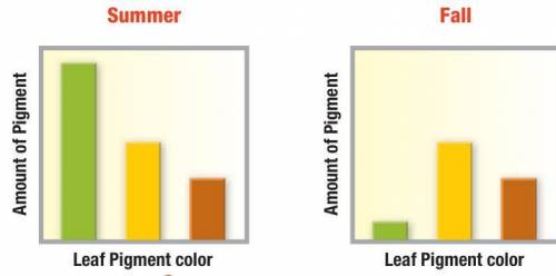 How do the amounts of green
pigment, chlorophyll, differ from summer
to fall?
