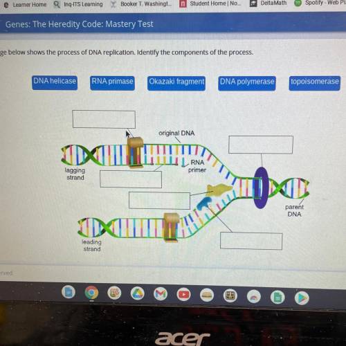The image below shows the process of DNA replication Identify the components of the process.

DNA