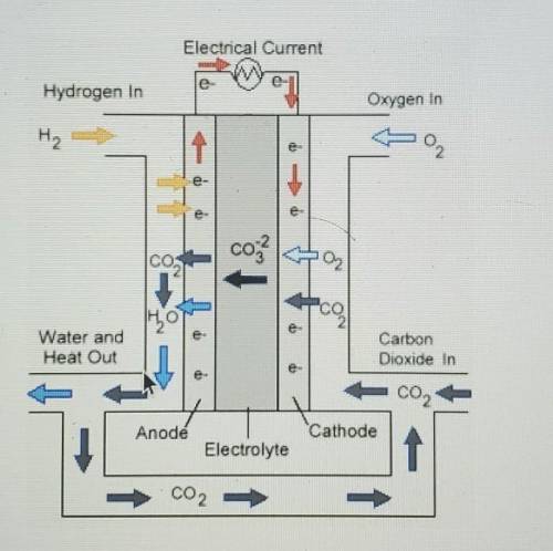 Look at the diagram of a voltaic cell below.

Which half reaction occurs at the cathode in this ce