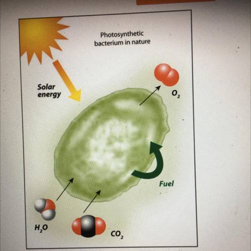 Which of the following choices best describes the

information shown in this diagram?
Photosynthet