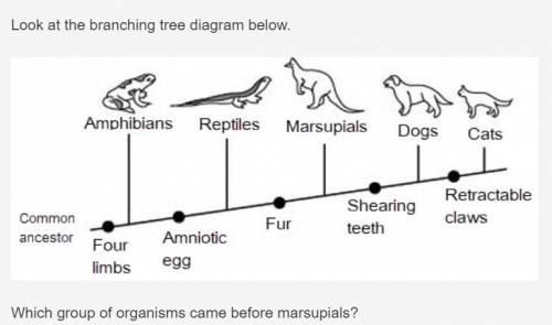 Please help me out on this...

Only dogs
Only reptiles
Both cats and dogs
Both amphibians and rept