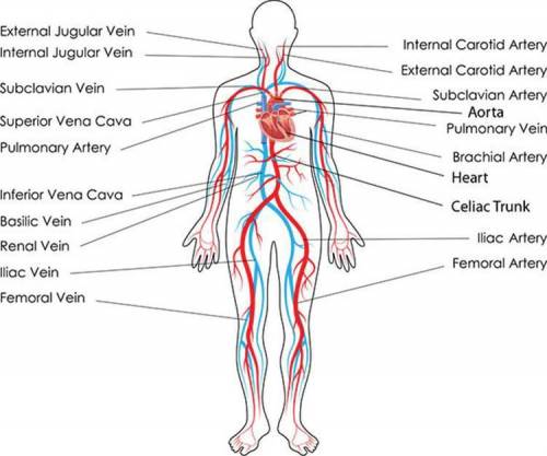 Structure of Cardiovascular system