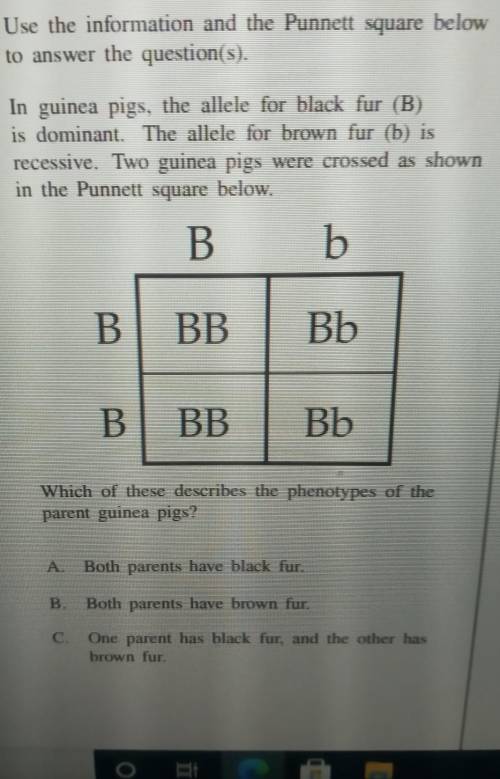 Use the information and the Punnett square below to answer the question(s). In guinea pigs, the all