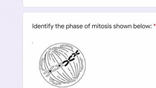 Identify the phases of mitosis.