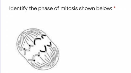 Identify the phases of mitosis.