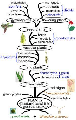1.2 Draw a phylogenetic tree showing the evolutionary history of the four plant

groups in the herb