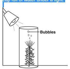 Mr. Turner cut the stem of a water plant. He put the plant in a cup full of water under a light.