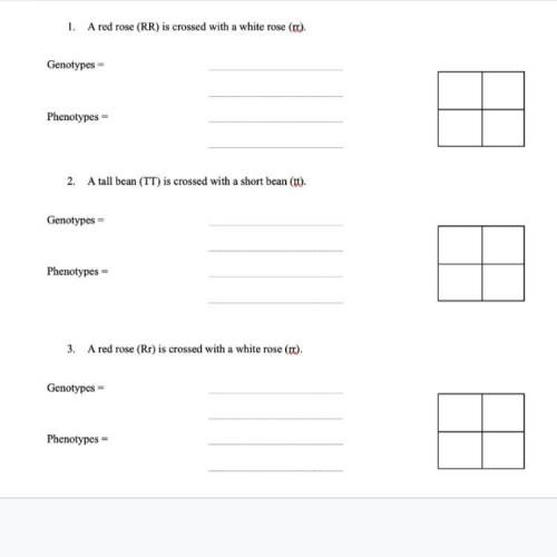 HI CAN SOMEONE HELP ME WITH THESE PUNNET SQUARES PLS