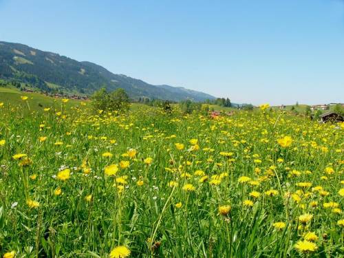 Imagine a picture of Mrs. Foster's meadow as she likes to call it. Of the two types of ecological