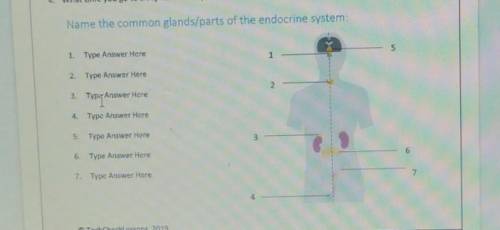 Name the common glands/parts of the endocrine system:​
