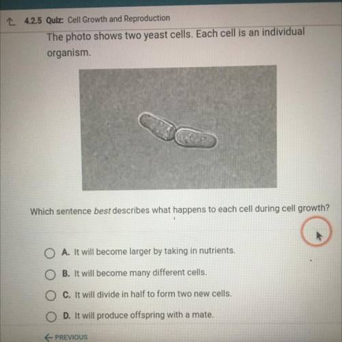 Which sentence best describes what happenes to each cell during cell growth