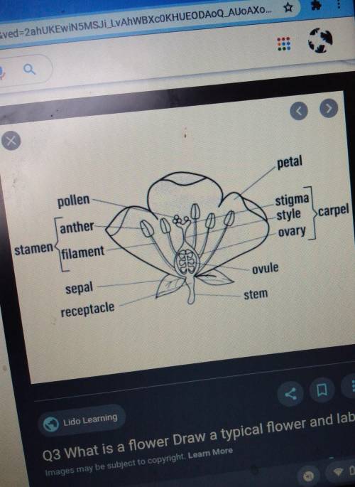 Does anyone have a flower diagram with all the labels? It would really help